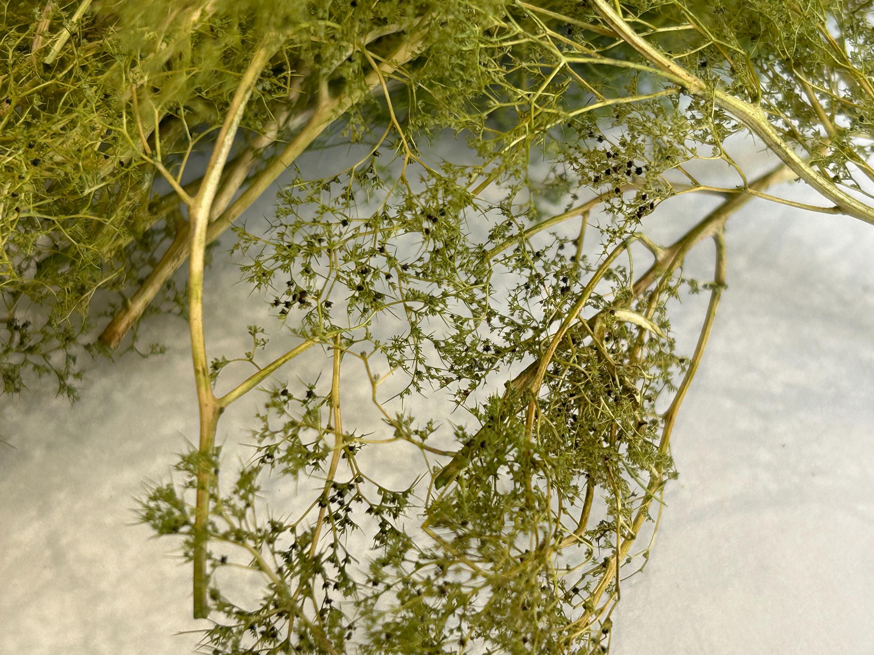Natural Seafoam Trees